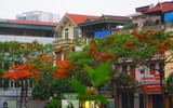[Ảnh] Sắc phượng đỏ nở rợp trời Hà Nội, hàng trăm nghìn sĩ tử bước vào mùa thi