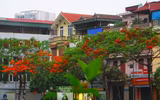 [Ảnh] Sắc phượng đỏ nở rợp trời Hà Nội, hàng trăm nghìn sĩ tử bước vào mùa thi