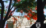 [Ảnh] Sắc phượng đỏ nở rợp trời Hà Nội, hàng trăm nghìn sĩ tử bước vào mùa thi