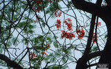 [Ảnh] Sắc phượng đỏ nở rợp trời Hà Nội, hàng trăm nghìn sĩ tử bước vào mùa thi