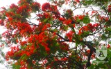 [Ảnh] Sắc phượng đỏ nở rợp trời Hà Nội, hàng trăm nghìn sĩ tử bước vào mùa thi