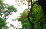 [Ảnh] Sắc phượng đỏ nở rợp trời Hà Nội, hàng trăm nghìn sĩ tử bước vào mùa thi