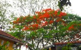 [Ảnh] Sắc phượng đỏ nở rợp trời Hà Nội, hàng trăm nghìn sĩ tử bước vào mùa thi