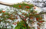 [Ảnh] Sắc phượng đỏ nở rợp trời Hà Nội, hàng trăm nghìn sĩ tử bước vào mùa thi