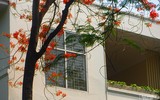 [Ảnh] Sắc phượng đỏ nở rợp trời Hà Nội, hàng trăm nghìn sĩ tử bước vào mùa thi