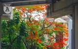 [Ảnh] Sắc phượng đỏ nở rợp trời Hà Nội, hàng trăm nghìn sĩ tử bước vào mùa thi