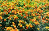 [ẢNH] Trước tôm hùm đất, sinh vật ngoại lai nào từng 