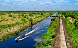 [ẢNH] Trước tôm hùm đất, sinh vật ngoại lai nào từng 