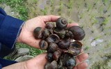 [ẢNH] Trước tôm hùm đất, sinh vật ngoại lai nào từng 