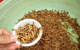 [ẢNH] Trước tôm hùm đất, sinh vật ngoại lai nào từng 