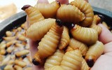 [ẢNH] Trước tôm hùm đất, sinh vật ngoại lai nào từng 