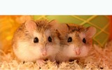 [ẢNH] Trước tôm hùm đất, sinh vật ngoại lai nào từng 