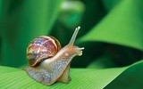 [ẢNH] Trước tôm hùm đất, sinh vật ngoại lai nào từng 