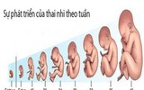 Kì diệu quá trình hình thành và phát triển của thai nhi