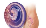 Kì diệu quá trình hình thành và phát triển của thai nhi