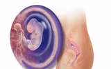 Kì diệu quá trình hình thành và phát triển của thai nhi