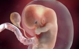 Kì diệu quá trình hình thành và phát triển của thai nhi