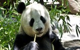 Nhìn đáng yêu nhưng đừng dại mà chạm vào những động vật này