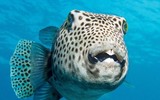 Nhìn đáng yêu nhưng đừng dại mà chạm vào những động vật này