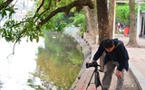 [ẢNH] Người Hà Nội tiếc nuối mùa hoa lộc vừng đỏ 