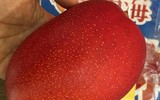 Mục sở thị những loại quả nhập ngoại chỉ nhà giàu mới dám ăn