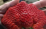 Mục sở thị những loại quả nhập ngoại chỉ nhà giàu mới dám ăn