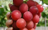 Mục sở thị những loại quả nhập ngoại chỉ nhà giàu mới dám ăn