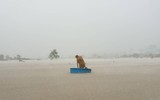 [ẢNH] Phú Quốc ngập lịch sử: Người dân chật vật di tản, giao thông chia cắt