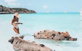[ẢNH] Tắm biển cùng lợn - Trải nghiệm lạ hút khách du lịch