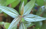 [ẢNH] Cha đẻ của 