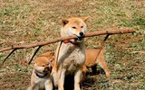 [ẢNH] Nhìn từ phim Cậu vàng điểm lại những bộ phim cảm động nhất mọi thời đại về loài chó