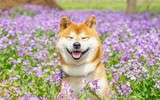 [ẢNH] Nguyên do khiến chó ta 