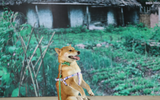 [ẢNH] Nguyên do khiến chó ta 