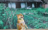 [ẢNH] Nguyên do khiến chó ta 