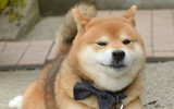 [ẢNH] Nguyên do khiến chó ta 