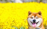 [ẢNH] Nguyên do khiến chó ta 