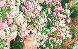 [ẢNH] Nguyên do khiến chó ta 