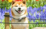 [ẢNH] Nguyên do khiến chó ta 