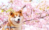 [ẢNH] Nguyên do khiến chó ta 