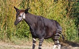 [ẢNH] Sửng sốt với hình ảnh những loài động vật kỳ lạ nhất hành tinh