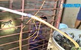 Cận cảnh căn hầm bí mật trong đường dây trộm 100 tấn chó ở Thanh Hóa