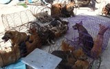 Cận cảnh căn hầm bí mật trong đường dây trộm 100 tấn chó ở Thanh Hóa