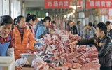 [ẢNH] Phương án chống chọi với dịch tả lợn Châu Phi ở một số nước trên thế giới