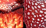 [ẢNH] Chiêm ngưỡng những loài thực vật 
