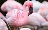 [ẢNH] Chiêm ngưỡng vẻ đẹp độc, lạ của một số loài chim trên thế giới