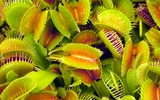 [ẢNH] Chiêm ngưỡng những loài thực vật 