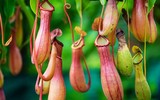 [ẢNH] Chiêm ngưỡng những loài thực vật 