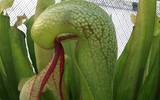 [ẢNH] Chiêm ngưỡng những loài thực vật 