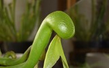 [ẢNH] Chiêm ngưỡng những loài thực vật 