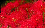 [ẢNH] Chiêm ngưỡng những loài thực vật 